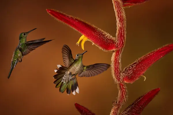 헬리코니아 나무에서 스칼리 브레스트 Hummingbird Phaeochroa Cuvierii 어두운 숲에서 Hummingbird 로열티 프리 스톡 이미지