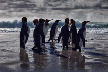 Penguen kolonisi, Antarktika vahşi yaşamı. Güney Georgia, Antarktika 'da denizden sahile dalga ve mavi gökyüzüyle gelen bir grup kral penguen. Atlantik Okyanusunda mavi gökyüzü ve su kuşu. 