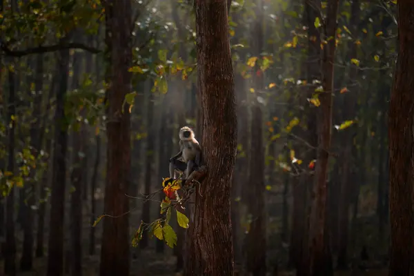 森の中の猿 夕方の夕日を守る マラバール神聖なラングール セムピテカス催眠術 木の上に座って 生息地の動物 野生生物 自然のラングール カビニナガルホールNp インド — ストック写真