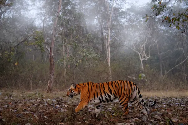 Indian tiger walk between the tree, morning fog in forest. Big orange striped cat in the nature habitat, Kabini Hagarhole National Park in India. Tiger from Asia, forest animal in the grass.