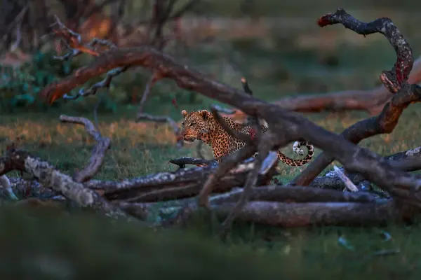Leopardo Panthera Pardus Shortidgei Habitat Natural Grande Gato Selvagem Habitat — Fotografia de Stock