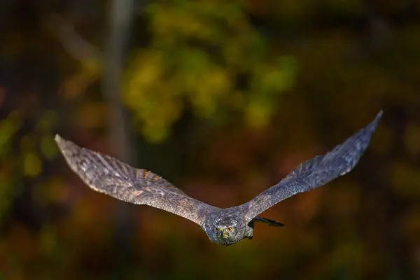 秋の森の野生生物 ゴシュホークフライト ドイツ 北ゴシュホークは雪で冬にスプルースの木に着陸する 冬の自然からの野生生物のシーン 森の生息地における獲物の鳥 — ストック写真