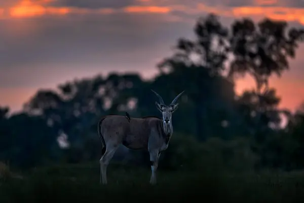 Prima Del Tramonto Africa Antilope Terrestre Taurotragus Oryx Grosso Mammifero — Foto Stock