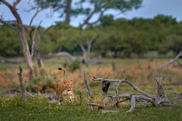 ザンビアの野生生物 若いオスライオン ワイドライフ アフリカの大きな猫 草の中のアフリカのライオン アフリカ旅行 ショートライオン — ストック写真
