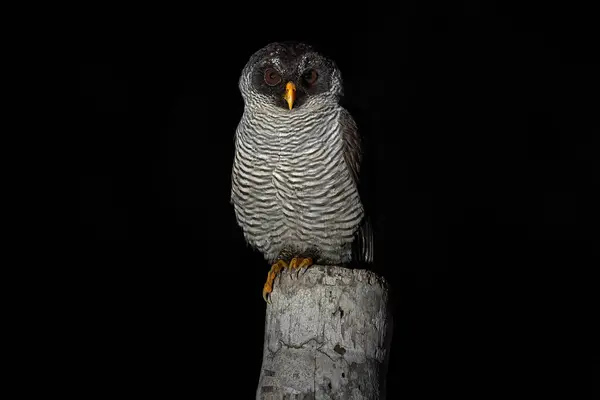 Czarno Biała Sowa Strix Nigrolineata Ptak Siedzący Pniu Drzewa Ciemnym — Zdjęcie stockowe