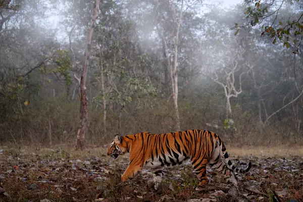 Harimau India Berjalan Antara Pohon Kabut Pagi Hutan Kucing Bergaris Stok Gambar