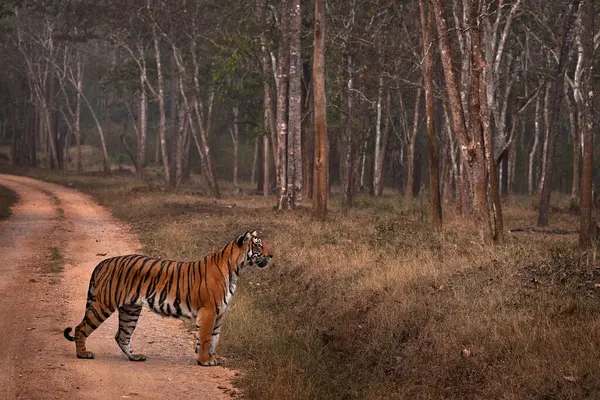 道路上のインドの虎 森で狩る インドのカビニ ハガルホール国立公園の自然の生息地にある大きなオレンジの縞模様の猫 アジアからの虎 草の中の森の動物 ストック写真
