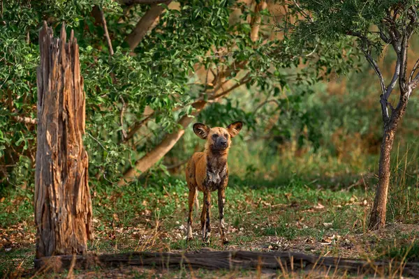 Câine Sălbatic African Pictus Lycaon Portret Detaliat Botul Deschis Piscine fotografii de stoc fără drepturi de autor