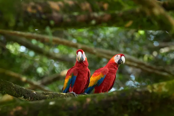 自然コスタリカ 大きなスカーレット マコーズのペア アラカオ 枝に座っている2羽の鳥 コスタリカ 熱帯林からの野生生物愛のシーン 生息地の木の枝に2つの美しいオウム ロイヤリティフリーのストック画像