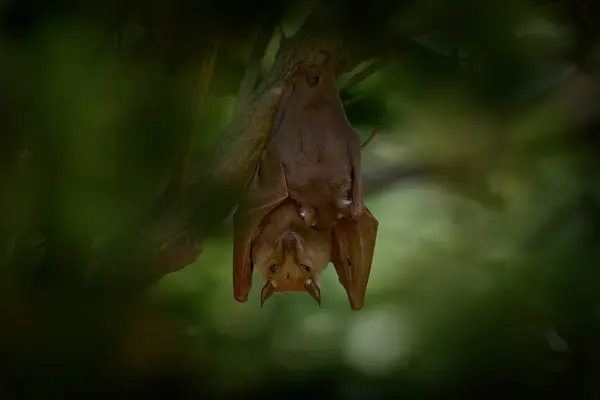 Peters Epauletted Fruit Bat Epomophorus Crypturus Species Megabat Sitting House Stock Picture