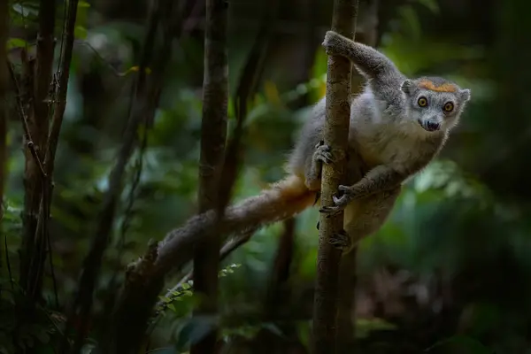 마다가스카르 숲입니다 Eulemur Coronatus 크라운 레무르 아칸인 Nofy 서식지에있는 원숭이 스톡 사진