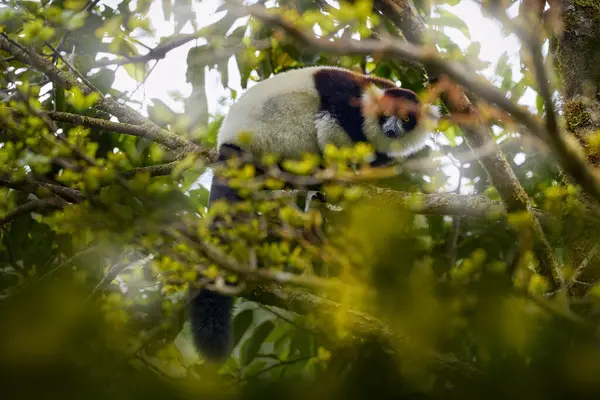 Lemur รายละเอ ยดห วใบหน าแบบใกล วยตาเหล มะนาวส าและส ขาวฟ Varecia รูปภาพสต็อก