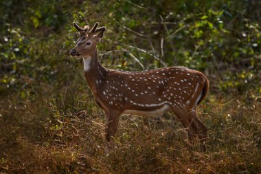 Axis spotted deer  in the forest. Deers in the nature habitt, Kabini Nagarhole NP in India. Herd of animal near the water pond. Nature wildlife.                                clipart
