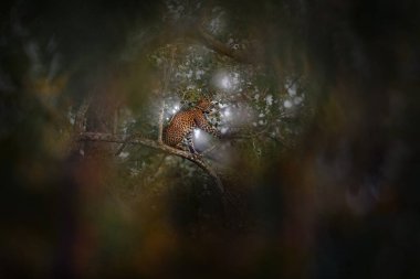 Hindistan yaban hayatı, ormandaki ağaçtaki leopar. Hint leoparı, Panthera pardus fusca, doğal yaşam alanı, Hindistan 'daki Kabini Nagarhole NP. Asya 'da büyük bir kedi. Doğada bir akşam, dinlenme. 