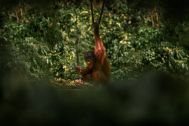 Bornean orangutanı, Pongo pigmaeus, tropik ormandaki büyük maymun hayvan Sabah, Malyasia 'nın Borneo kentindeki Kinabatangan nehri. Turuncu kürk manto maymunu doğal ortamında. Ağaçta nadir bulunan bir memeli, Borneo..