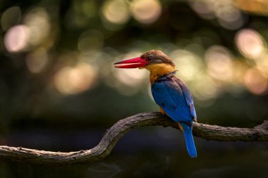 Leylek gagalı Kingfisher, Pelargopsis capensis, mavi turuncu turuncu renkli kuş doğa orman habitatında. Yemyeşil bitkilerdeki Kingfisher. Kingfisher Kuşu Kinabatangan Nehri, Borneo Malezya 