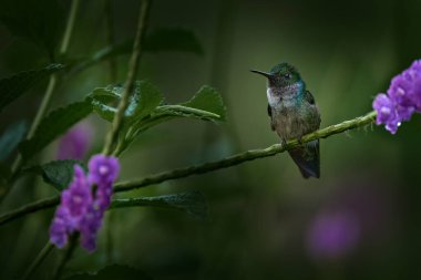 Mavi göğüslü sinekkuşu, Polyerata amabilis, dalında pembe çiçekli kuş, Kosta Rika 'daki Ro Sarapiqu. Vahşi yaşam doğası. Kosta Rika 'dan nadir sinekkuşu