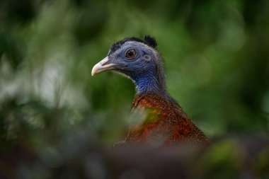 Büyük argus, Argusianus argus, ormanda uzun kuyruklu büyük kuş portresi, Sabah, Borneo. Argus ağaçlardaki taşın üzerinde oturuyor, tropik vahşi yaşam. Yaşam alanındaki kuş. Borneo, Malezya.
