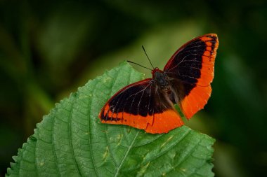 Alevlerle çevrili İmparator, Charax protokolü, kelebek ailesi Nymphalidae, Kongo, Afrika. Yeşil yaprağın üzerindeki siyah turuncu kelebek, doğal ortamında. Kongo yaban hayatı, ormandaki böcekler.
