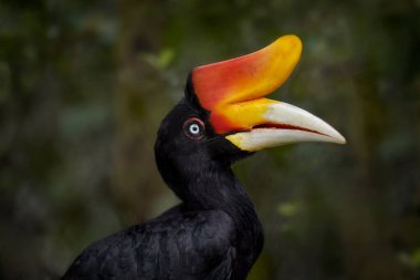 Karanlık tropik ormanda boynuz gagası. Gergedan boynuzu, gergedan, doğal ortamında turuncu gagalı büyük siyah kuş. Kinabatangan, Borneo, Malezya.