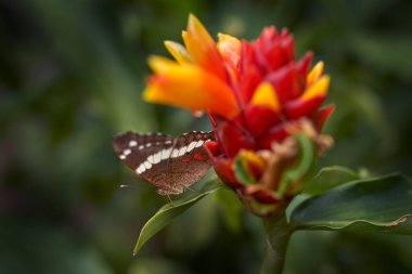 Kosta Rika 'dan kelebek. Anartia fatima, kuşaklı tavus kuşu, doğadaki kahverengi beyaz böcek. Yeşil izinde oturan Kelebek, Kosta Rika 'da Volkan Poas NP. Doğa Yaban Hayatı.