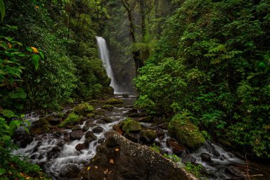 Beyaz dereli bir nehir, yağmurlu bir gün, ulusal parktaki yeşil bitki örtüsü. La Paz Şelale Bahçeleri, yeşil tropikal ormanlar, Central Valley, Kosta Rika.
