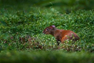 Agouti in nature. Wildlife Costa Rica. Agouti in the tropical forest. Animal in nature habitat, green jungle. Big wild mouse in green vegetation. Animal from Costa Rica.  Mammal in the forest, wildlif clipart