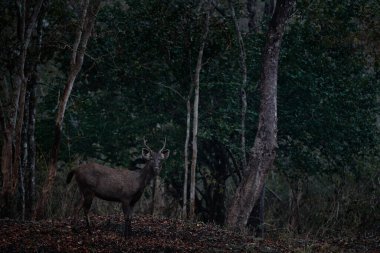 Ormanda bir gece. Sambar, Rusa unicolor, doğal yaşam alanı, Kabini Nagarhole NP, Hindistan. Çimenlerdeki vahşi geyik, vahşi yaşam. Sambar, Asya 'da Hindistan' a özgü bir hayvan. Asya geyiği.