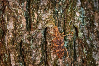 Rhagium dalkavuğu, doğa habitatındaki ağaç kabuğunda kahverengi turuncu böcek, Çek Cumhuriyeti 'ndeki Bile Kaprapty. Uzun antenli Rhagium dalkavuk böceği. Avrupa 'da doğa vahşi yaşamı. Ayrıntıları kapat