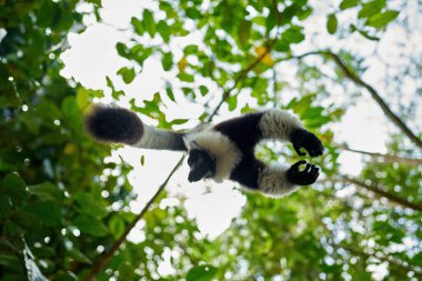 Lemur, yüzünü yakın plan sarı gözlü. Andasibe-Mantadia NP 'den maymun memeli. Siyah-beyaz yakalı lemur, Varecia variegata, Madagaskar adasına özgü nesli tükenmekte olan türler.. 