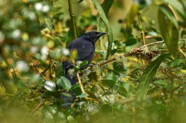 Melodious blackbird, Dives dives, black New World tropical bird in the green junge forest vegetation, Costa Rica. Wildlife nature, melodious blackbird in the habitat. Birdwatching in Central America. clipart