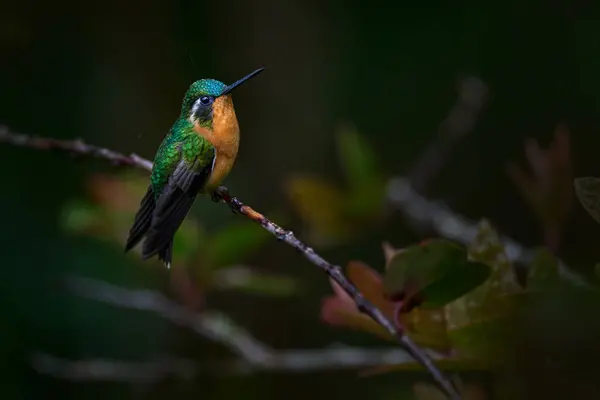 Stock image Tinny Costa Rica bird. Lampornis calolaemus, Purple-throated Mountain-gem, small hummingbird from Costa Rica. Violet throat small bird from mountain cloud forest in Costa Rica. Wildlife tropic nature