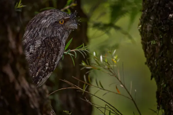 stock image Tawny frogmouth, Podargus strigoides, frogmouth bird native to the Australian mainland and Tasmania. Cute curious owl like bird sitting on the stone in the forest, Australia wildlife. Potoo in dark.