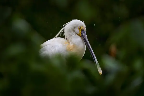 stock image White spoonbill in green vegetation. Bird in the nest. Eurasian Spoonbill, Platalea leucorodia, sitting on the nest, detail portrait of bird with long flat bill. Wildlife scene from nature, Germany.