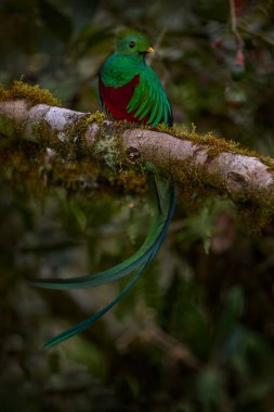 Saygıdeğer Quetzal, Pharomachrus mocinno, Meksika, Chiapas 'tan, arkasında bulanık yeşil orman var. Muhteşem kutsal yeşil ve kırmızı kuş.