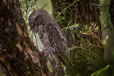 Tawny frogmouth, Podargus strigoides, frogmouth bird native to the Australian mainland and Tasmania. Cute curious owl like bird sitting on the stone in the forest, Australia wildlife. Potoo in dark. clipart