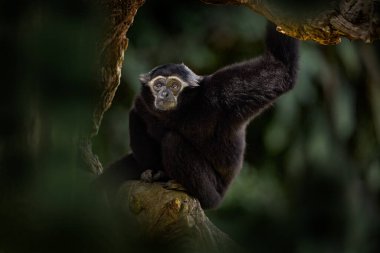 Siamang, Symphalangus syndactylus, doğada oturan büyük siyah maymun, koyu yeşil orman bitkisi. Asya 'dan Malezya ve Sumantra' dan Gibbon. Doğa yaban hayatı. Ağaçlar doğada.