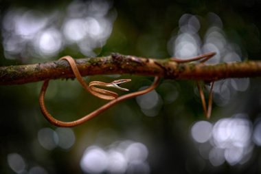 Oxybelis koehleri, Khler's vine snake, viper looks like shoelace. Slim slader snek with open mouth muzzle. Angry reptile in nature habitat, dark green tropic forest, Costa Rica. Bootlace, wildlife. clipart