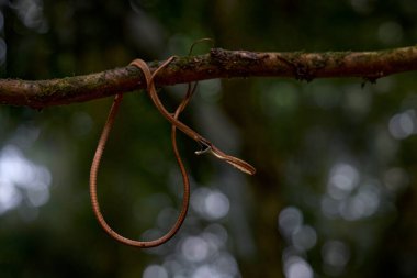Oxybelis Koehleri, Khler 'in asma yılanı, yılan ayakkabı bağcığına benziyor. Ağzı açık, sıska, sinsi sinsi. Doğal ortamdaki kızgın sürüngen, Kosta Rika 'daki koyu yeşil tropik orman. Ayakkabı bağı, vahşi yaşam.
