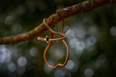 Oxybelis Koehleri, Khler 'in asma yılanı, yılan ayakkabı bağcığına benziyor. Ağzı açık, sıska, sinsi sinsi. Doğal ortamdaki kızgın sürüngen, Kosta Rika 'daki koyu yeşil tropik orman. Ayakkabı bağı, vahşi yaşam.