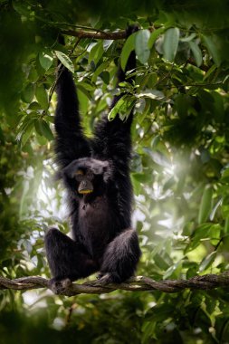 Siamang, Symphalangus syndactylus, doğada oturan büyük siyah maymun, koyu yeşil orman bitkisi. Asya 'daki Malezya ve Endonezya' dan Gibbon. Doğa yaban hayatı. Endonezya 'da Treavel.