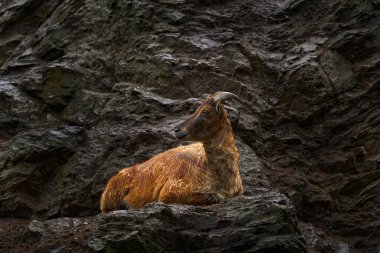 Himalayan tahr, Hemitragus jemlahicus, even-toed ungulate native to the Himalayas in southern Tibet. Wild goat in the rock stone nature habitat, mountian in north of India. Wildlife. clipart