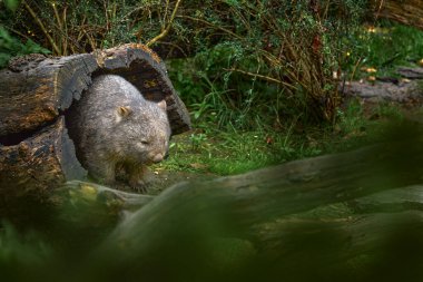 Wombat, Vombatus ursinus, cute grey animal from Australia and Tasmania. Curious mammal from Australia. Traveling in wildlife nature, close-up. Common wombats are sturdy and built close to the ground.  clipart