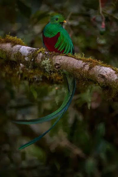 stock image Resplendent Quetzal, Pharomachrus mocinno, from Chiapas, Mexico with blurred green forest in background. Magnificent sacred green and red bird.