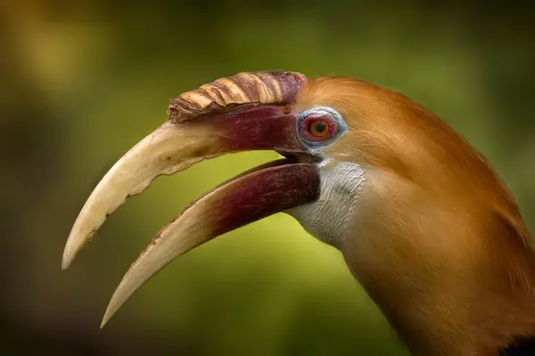 stock image Blyth's hornbill, Rhyticeros plicatus,  close-up detail portrait in the nature habitat. Papuan hornbill in the tropic forest in West Papua. Bird in the nature habitat, orange head, big bill, red eye.