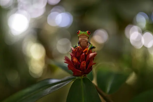 stock image Panama wildlife. Red-eyed Tree Frog, Agalychnis callidryas, Panama. Beautiful frog from tropical forest. Jungle animal on the red flower bloom. Green leave, frog with red eye.