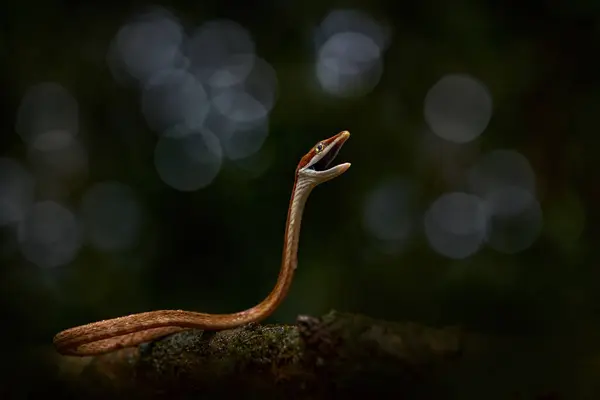 stock image Costa Rica, bootlace, wildlife. Oxybelis koehleri, Khler's vine snake, viper looks like shoelace. Slim slader snek with open mouth muzzle. Angry reptile in nature habitat, dark green tropic forest.