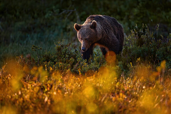 Night Nature Bear Hidden Forest Beautiful Brown Bear Walking Lake Stock Image