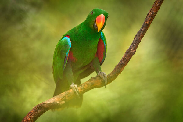 Papuan Eclectus Red Sided Eclectus Eclectus Polychloros New Guinea Green Stock Photo