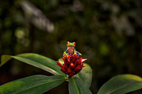 Panama Wildlife Red Eyed Tree Frog Agalychnis Callidryas Panama Beautiful Stock Picture